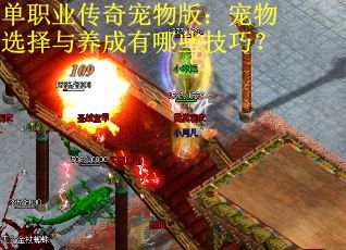 单职业传奇宠物版：宠物选择与养成有哪些技巧？